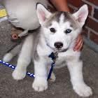 Vendo HUSKY Siberiano 2 meses 150 euros