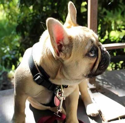 Hermosa hembra cachorro bulldog francés