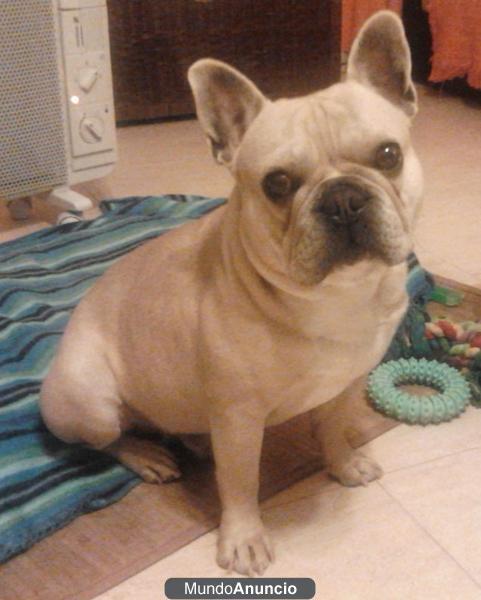 bulldog frances fawn para monta