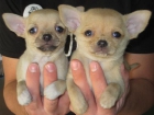 EL RINCON DEL CACHORRO CHIHUAHUAS DISPONIBLES - mejor precio | unprecio.es