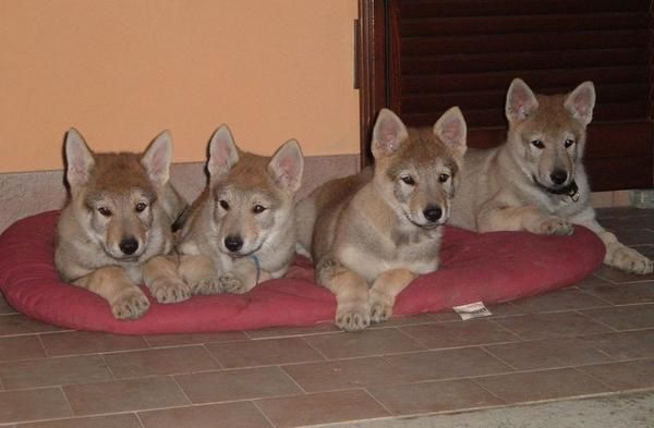 PERRO LOBO CEHCOSLOVACO, Cachorros