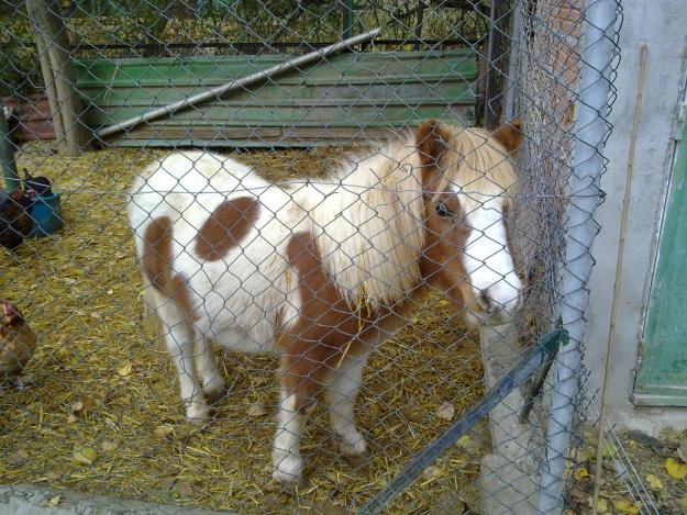 Precioso Pony Pio