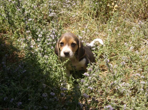 Beagles tricolores de ensueño