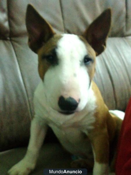 bull terrier miniatura