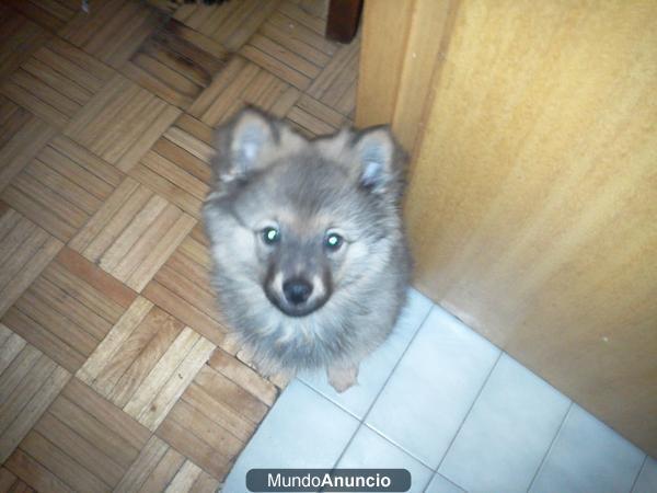 cachorro pomerania pedegree 280€