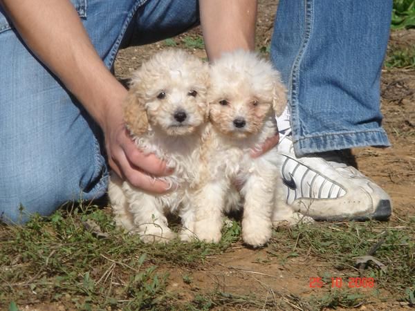 CACHORROS DE CANICHE TOY BLANC 400