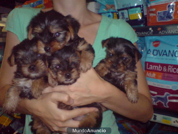 CACHORROS DE YORKSHIRE, PRECIOSOS 450 EUROS