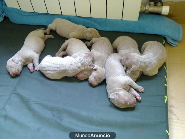 Excelente camada de Braco de Weimar / Weimaraner