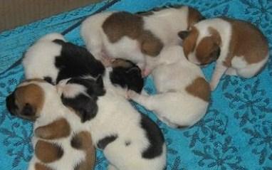 Excelentes cachorros de jack russell