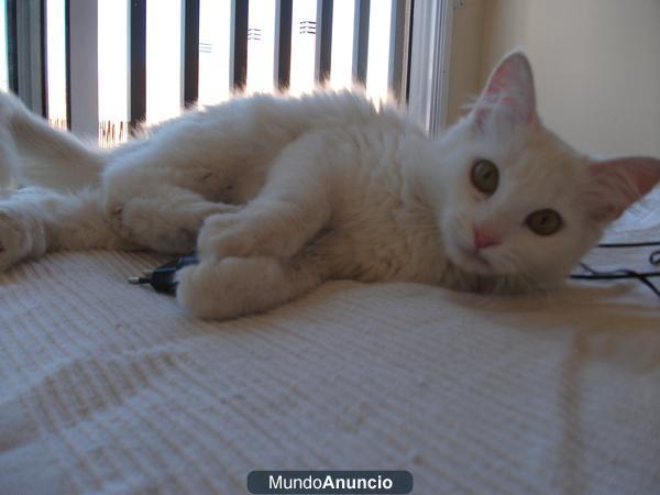 Gatita abandonada de pocos meses