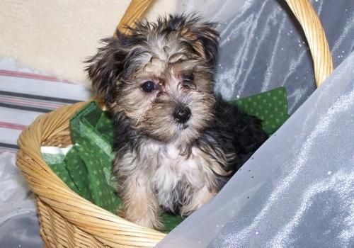 Hermoso Yorkshire Terrier cachorros