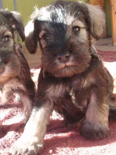 Schnauzer miniatura sal y pimienta