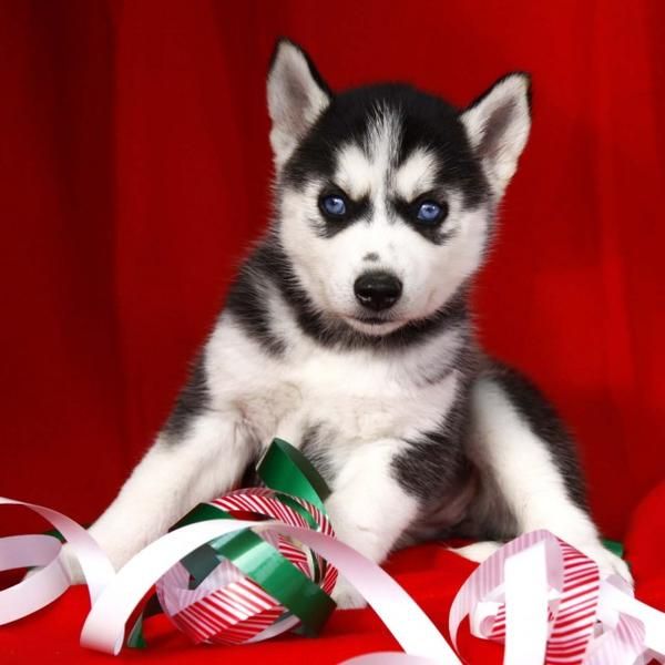 siberian husky cachorros en venta