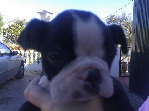 cachorros de boston terrier