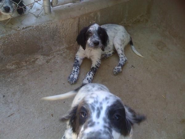 CACHORROS SETTER INGLES