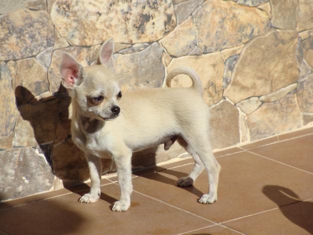 Chihuahuas La Donna Brava