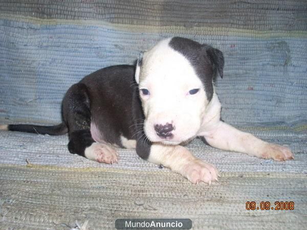 Compro American staffordshire