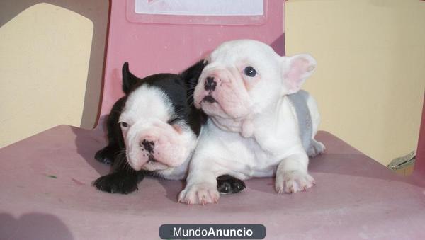 Fabulosos Bulldog Frances muy bonitos, cariñosos y obedientes