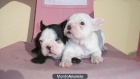 Fabulosos Bulldog Frances muy bonitos, cariñosos y obedientes - mejor precio | unprecio.es