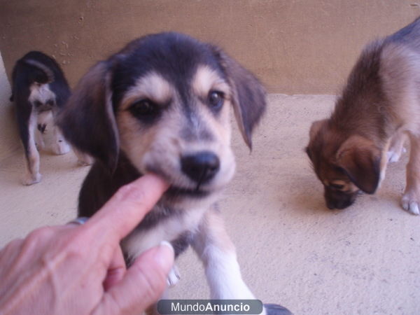 LUCAS, KIKO, LOLA X PASTOR ALEMAN DOS MESES BUSCAN HOGAR