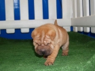 Preciosos shar-pei, economicos - mejor precio | unprecio.es