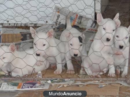 Puedes adoptar lindisimos perritos de bull terrier,pongase en contacto