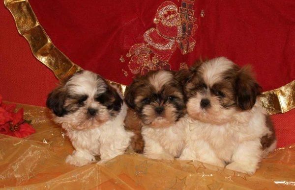 Shih-tzu, espectacular camada