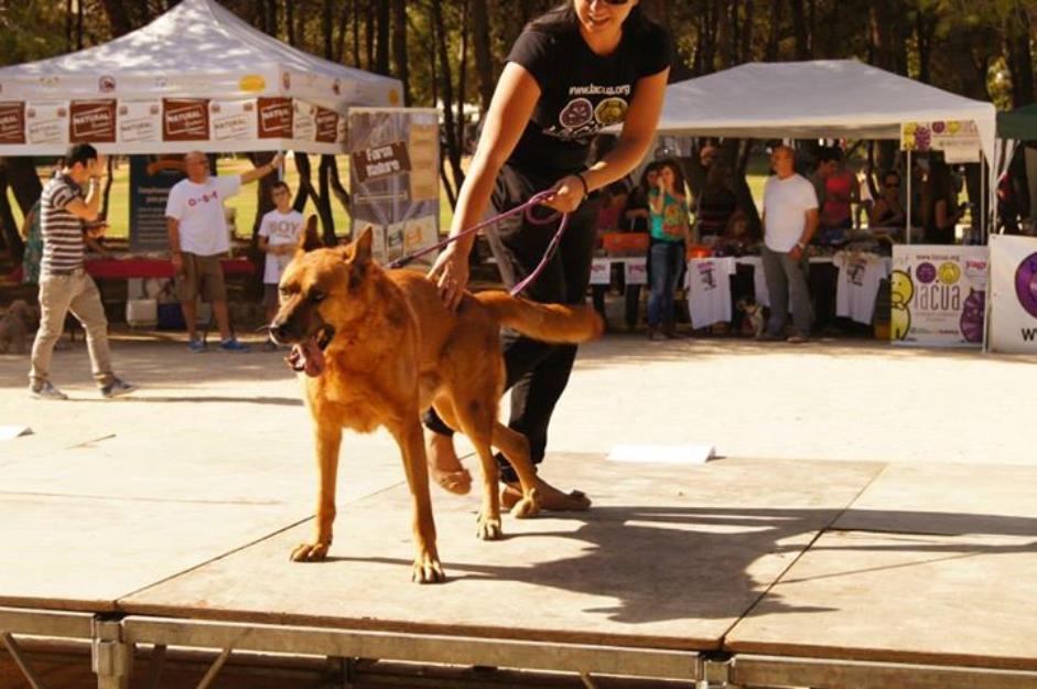 Rocky en adopción