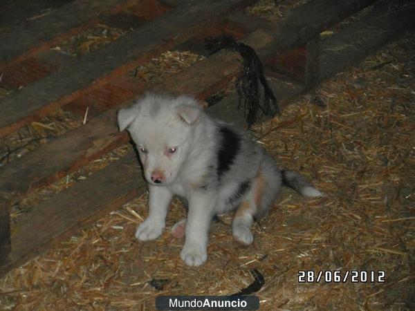 Cachorros de Border Collie