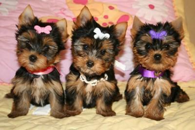 Cachorros , de yorkshire terrier,