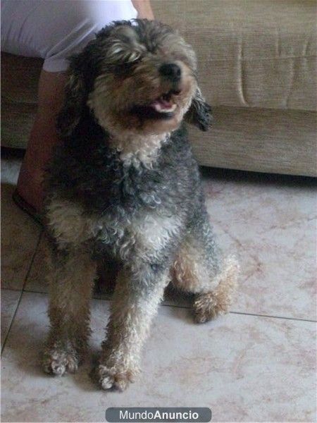 caniche de aguas en andopción para Galicia