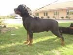 rottweiler para montas y camadas