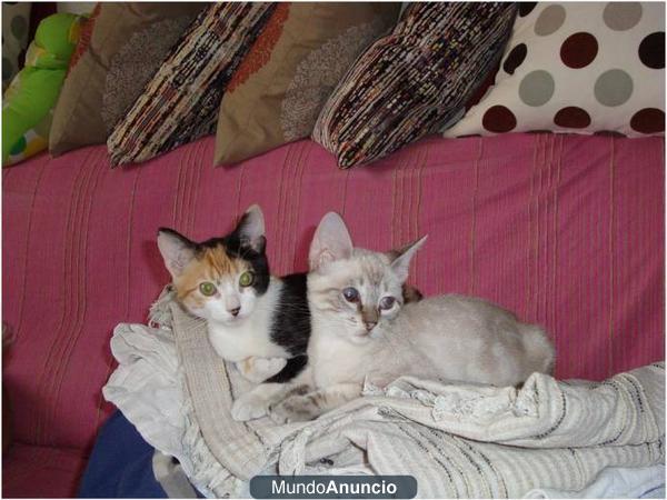 TANA Y NICO, dos gatitos inseparables de 4 meses buscan un hogar juntos‏