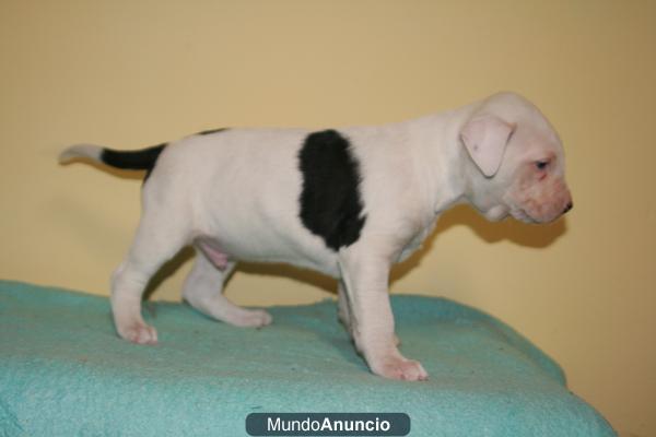 Ultimos cachorros de APBT (pitbull)