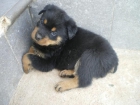 ULTIMOS CACHORROS ROTTWEILLER 230 !!! CASTELLON - mejor precio | unprecio.es