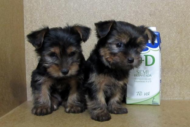 Yorkshire Terrier Miniatura