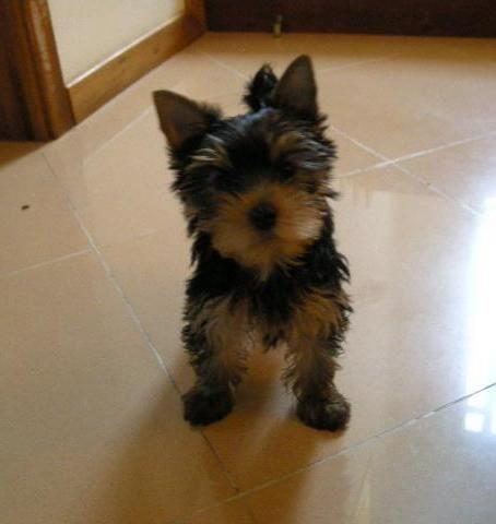 yorkshire terrier - vendo cachorros