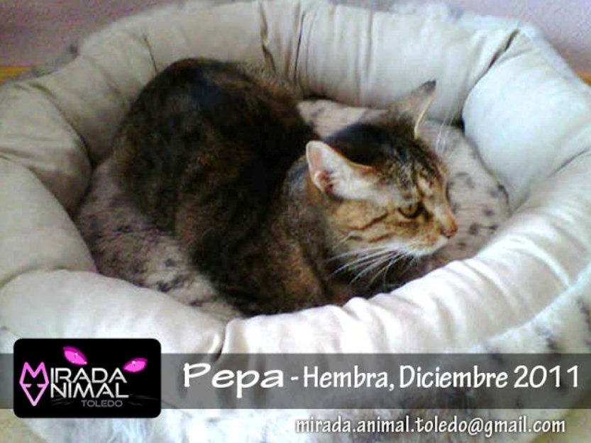 Pepa gatita supercariñosa en adopcion (madrid . toledo)