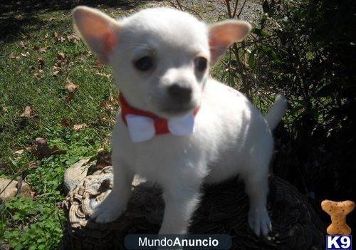 Adoption, cachorros de mini chihuahua