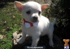 Adoption, cachorros de mini chihuahua - mejor precio | unprecio.es