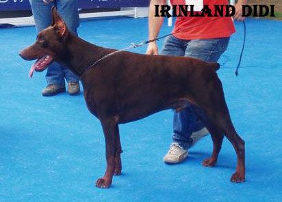 DOBERMANN AIAKO HARRIA