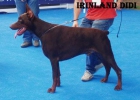 DOBERMANN AIAKO HARRIA - mejor precio | unprecio.es