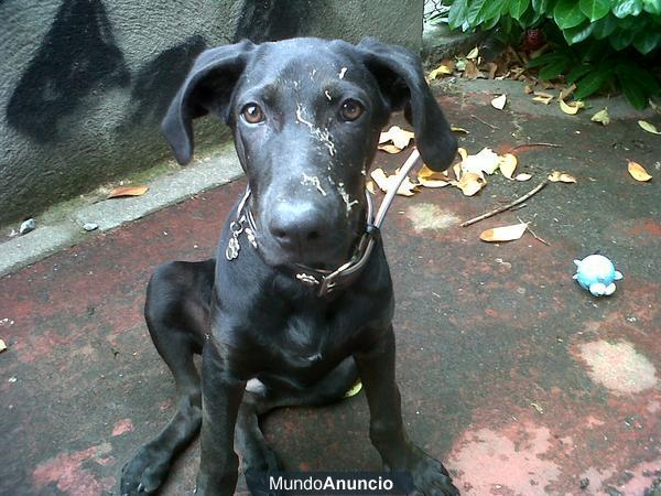 Regalo cachorro 8 meses Braco Alemán - Labrador negro en Barcelona