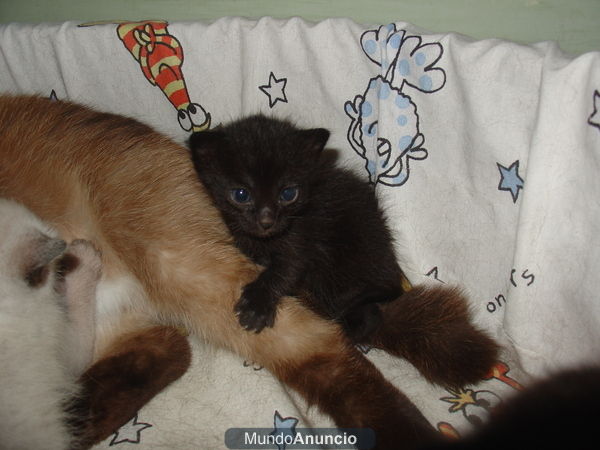 regalo gatita negra bebe