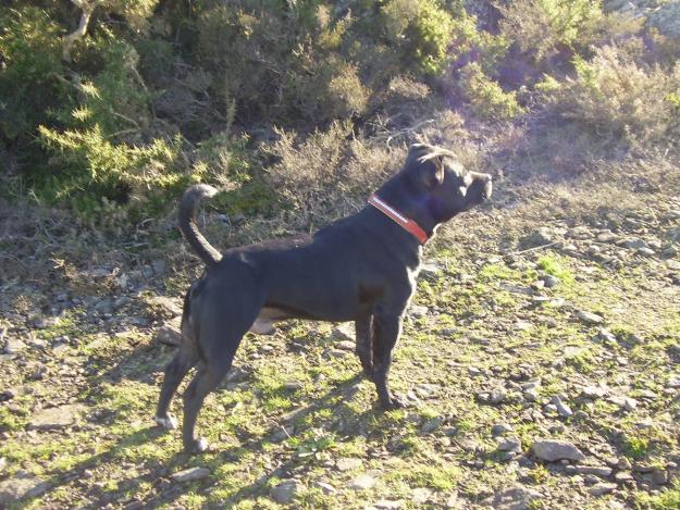 se ofrece macho para montas de staforshire bull terrier negro