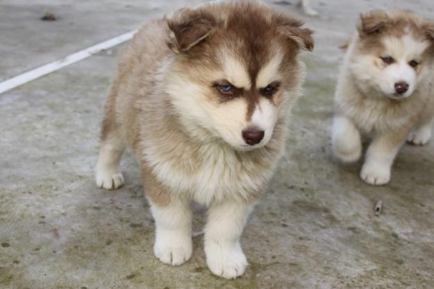 Se venden huskys siberianos preciosos !!