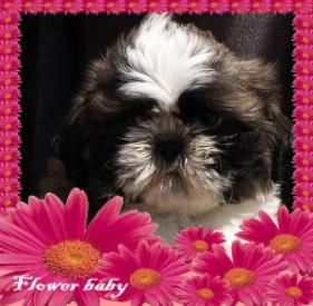 Shih-tzu, son unos cachorros increibles