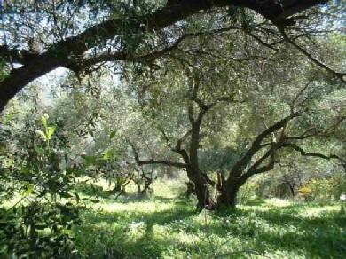 Terreno se vende en Gaucin, Serrania de Ronda