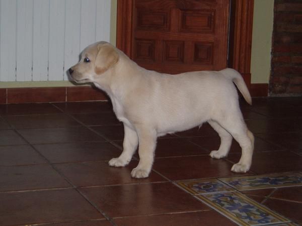 VENTA DE CACHORROS DE LABRADOR