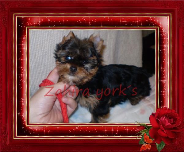 Yorkshire Terrier de Capricho, calidad